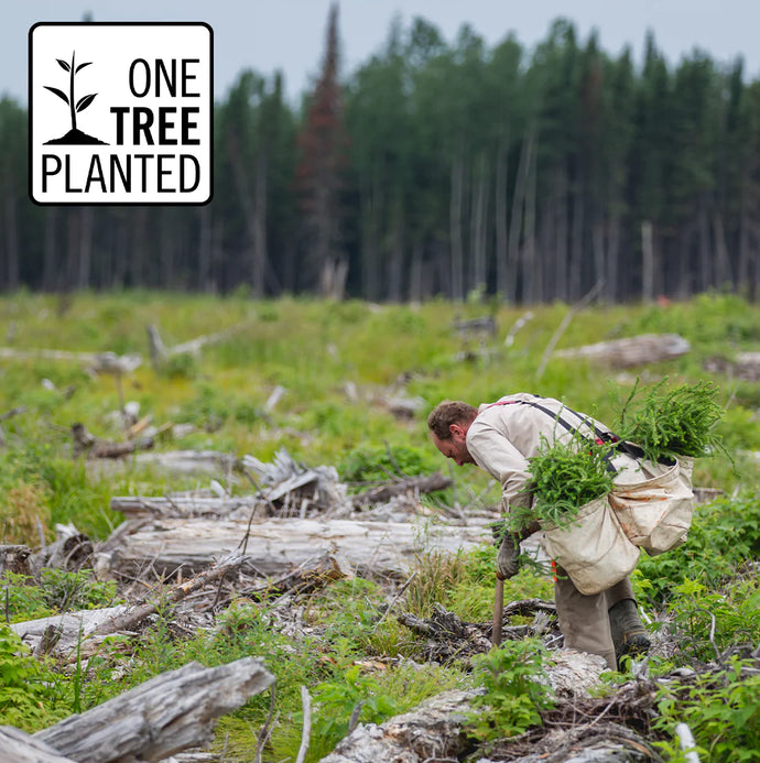 Skog i morgondimma – del av Xploras miljöinitiativ med One Tree Planted.